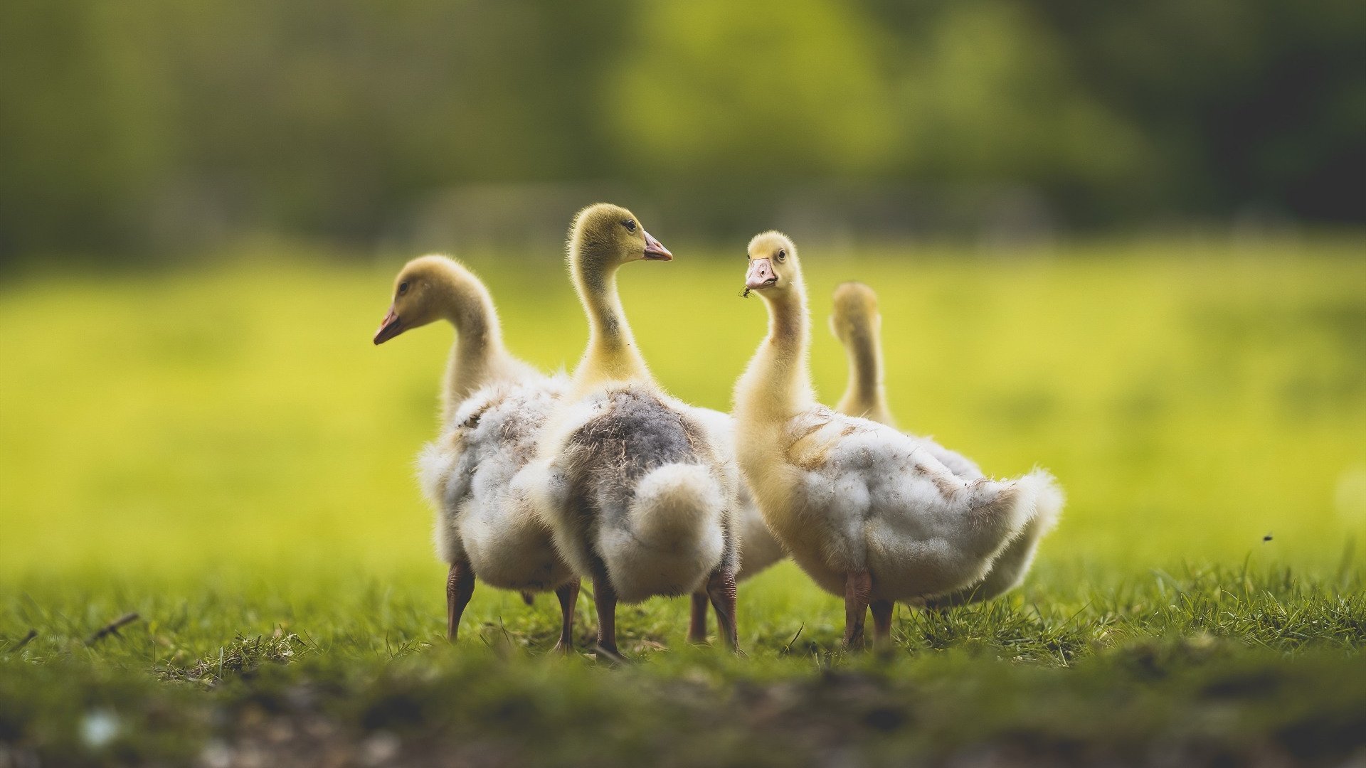 开云体育平台APP-冷血斩落！活塞末节攻防窒息，字母哥超神变关键先生成魔术梦魇