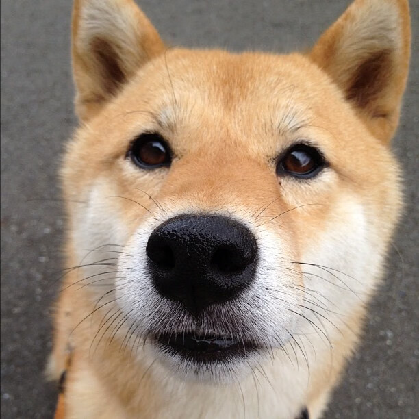 开云官网-东方智慧破解狂野风暴，武切维奇用慢的艺术，为山西队按住灰熊的快进键