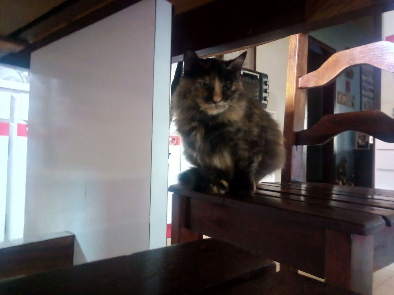 从卡塔尔沙漠到德甲绿茵,摩洛哥黑马基因如何搅动欧洲足坛格局?